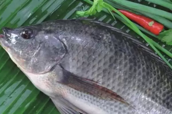 10号丸世钩可以钓多重的鱼(10号丸世钩在不同鱼情下能钓多大重量的鱼呢)插图3