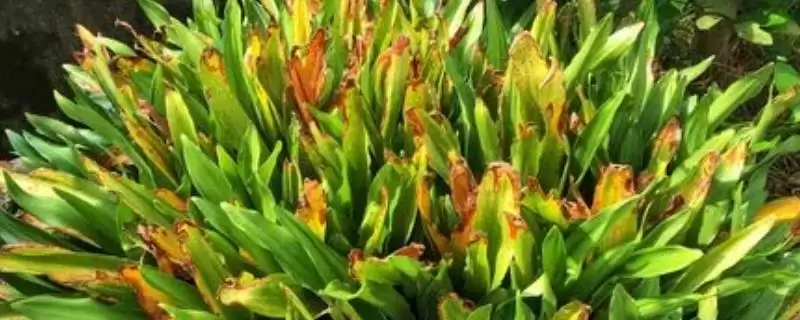 斑马万年青的养殖方法(斑马万年青光照、浇水、施肥咋操作)插图 斑马万年青的养殖方法(斑马万年青光照、浇水、施肥咋操作)插图