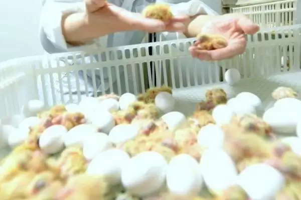 孵化鸽子温湿度(孵化鸽子适宜温湿度分别是多少)插图3
