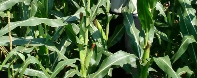 910HA玉米种简介，密度4000－4500株／亩-会东网