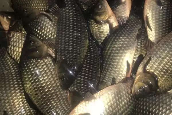 2号伊豆钩钓不超1斤鱼种要点(用2号伊豆钩钓1斤内鱼种需注意哪些关键要点)插图3 2号伊豆钩钓不超1斤鱼种要点(用2号伊豆钩钓1斤内鱼种需注意哪些关键要点)插图3