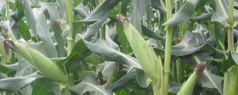 A8199玉米品种密度4000株／亩左右的种植规划-会东网