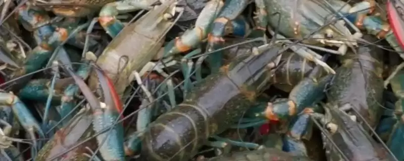 澳洲淡水龙虾养殖要点 (澳洲淡水龙虾养殖中水质清新为何重要)-会东网