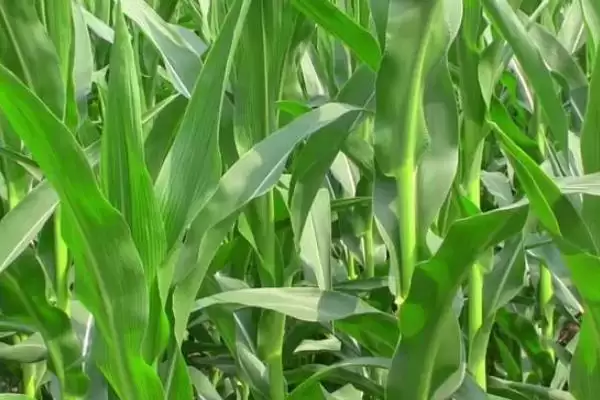 丰源1128玉米品种简介(丰源1128品种特性、产量、推广价值)插图2
