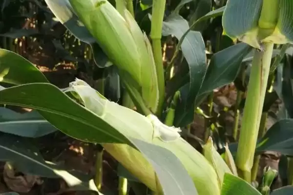 安单4号玉米种子介绍,在适应区5月1日左右播种的原因插图2 安单4号玉米种子介绍,在适应区5月1日左右播种的原因插图2