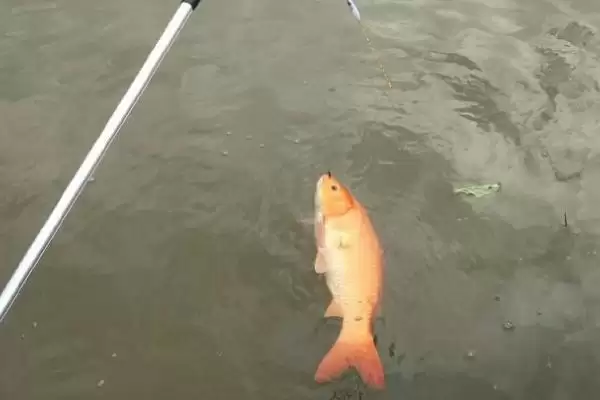 1.2子线适合钓多大的鱼(1.2子线在不同垂钓场景下适合钓多大的鱼)插图2 1.2子线适合钓多大的鱼(1.2子线在不同垂钓场景下适合钓多大的鱼)插图2