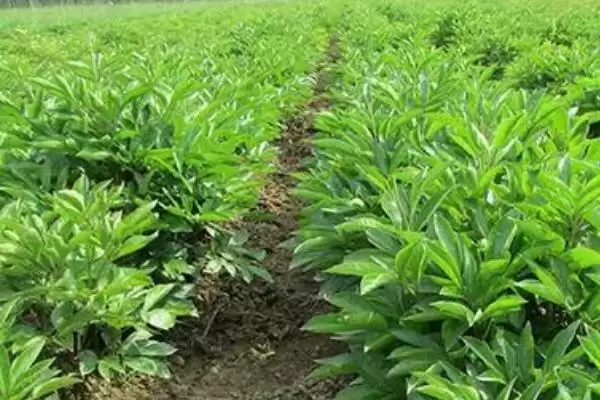 白芍选种方法(白芍选种有哪些科学有效的方法及其对生长的影响)插图5 白芍选种方法(白芍选种有哪些科学有效的方法及其对生长的影响)插图5