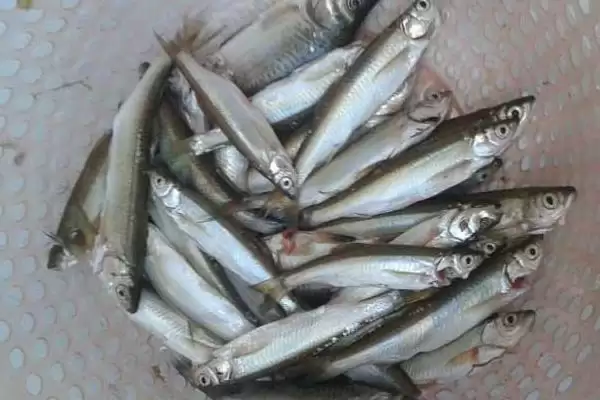 白条鱼习性特点解析(从生活环境、食性等方面解析白条鱼的习性特点)插图3 白条鱼习性特点解析(从生活环境、食性等方面解析白条鱼的习性特点)插图3