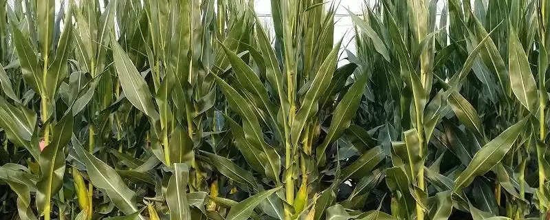 大丰30F玉米种子介绍(大丰30F玉米种子有哪些详细介绍呢)-会东网