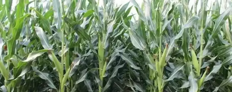 DM139玉米品种春播出苗至成熟129天解析-会东网