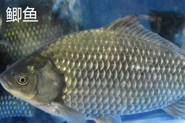 10号丸世钩是否适合钓黄辣丁(10号丸世钩在实际垂钓中是否适合钓黄辣丁呢)插图2