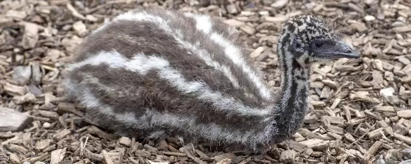 鸸鹋养殖技术(鸸鹋养殖技术有哪些要点)-会东网