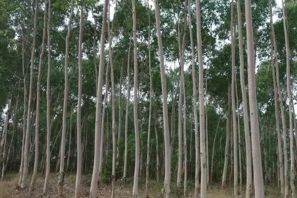 桉树植物揭秘，是常见经济树种的特性插图3