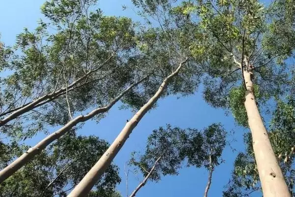 桉树植物揭秘，是常见经济树种的特性插图2