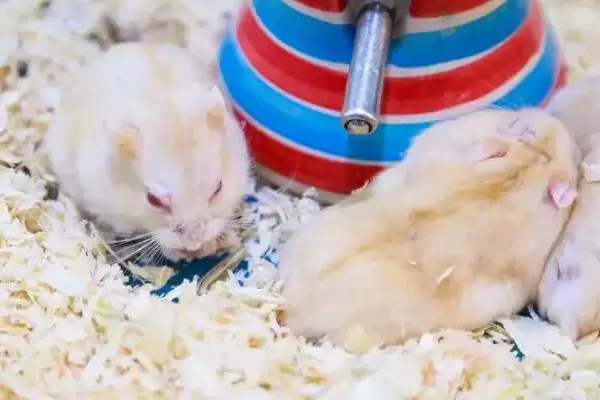 仓鼠怕不怕热(仓鼠是否惧怕炎热的环境呢)插图2