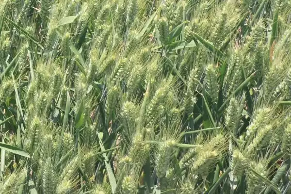 安农188小麦品种熟期影响(安农188小麦品种与周麦18熟期相当的影响和意义)插图2 安农188小麦品种熟期影响(安农188小麦品种与周麦18熟期相当的影响和意义)插图2