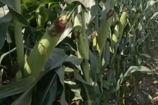 白糯669玉米种子防涝抗旱防虫,有啥种植要点插图1 白糯669玉米种子防涝抗旱防虫,有啥种植要点插图1