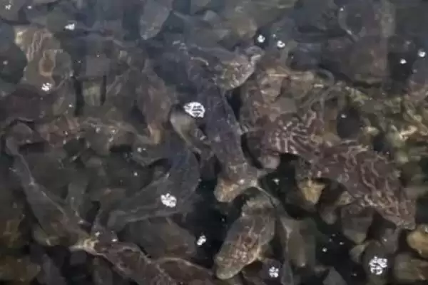 淡水石斑鱼用什么饵钓(淡水石斑鱼用啥饵料垂钓呢)插图4
