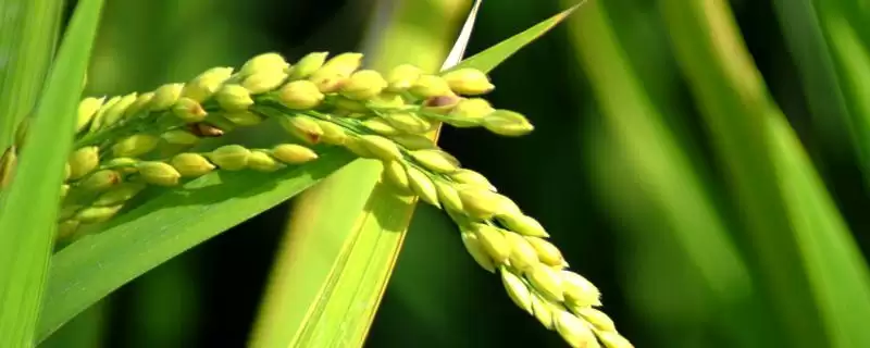 中等偏上肥力水平种植的Q两优粤农丝苗水稻种子(Q两优粤农丝苗肥力种植要点及特性)-会东网