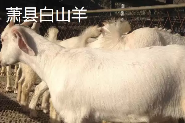 萧县为人熟知的特产 (萧县高滩萝卜久负盛名的种植和品质优势在哪)插图2