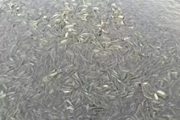 2-3 厘米草鱼苗食物选择 (2-3 厘米草鱼苗吃浮游生物等的原因是什么)插图3