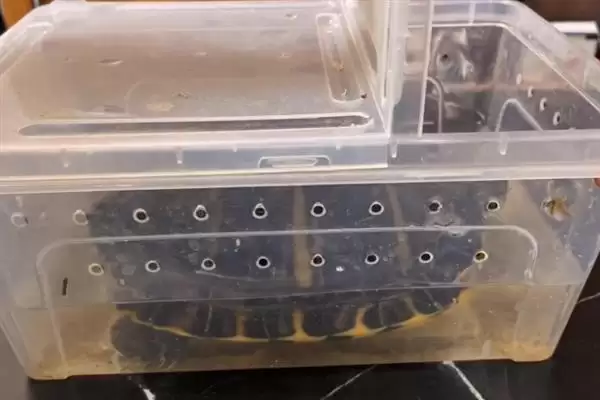 巴西黄耳龟水温要求及其他(巴西黄耳龟水温要求及其他饲养要点和注意事项)插图1 巴西黄耳龟水温要求及其他(巴西黄耳龟水温要求及其他饲养要点和注意事项)插图1