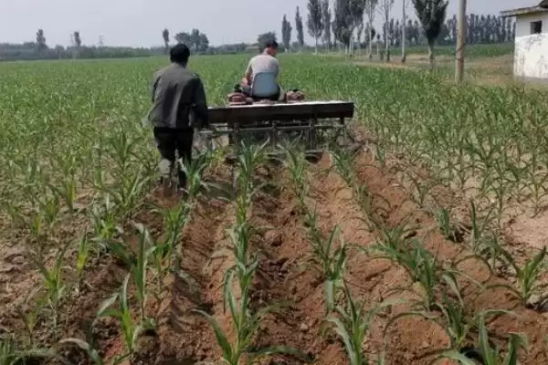 科普!5G3197玉米种子中抗丝黑穗病的知识插图2 科普!5G3197玉米种子中抗丝黑穗病的知识插图2