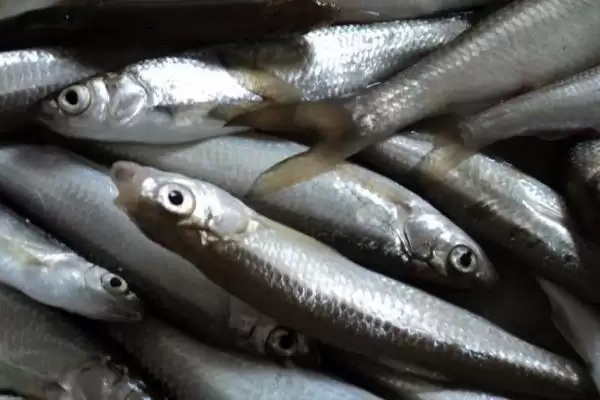 2号袖钩可以钓多大鲫鱼(2号袖钩在正常情况下能钓多大的鲫鱼呢)插图2