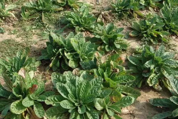 地黄生长条件(地黄生长需要哪些条件呢)插图4