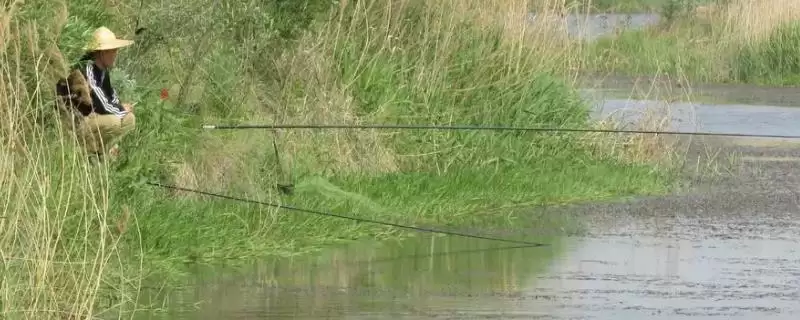 0.8子线不建议钓超3斤鱼要点(0.8子线不建议钓超3斤鱼的关键要点有哪些)-会东网
