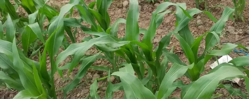 德育丰696玉米种简介(德育丰696玉米种情况是怎样的)-会东网