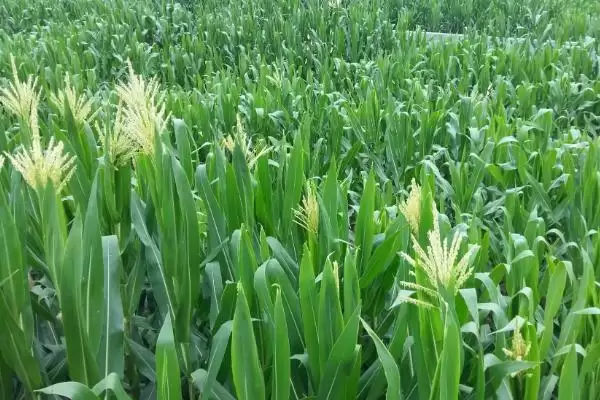 丰垦219玉米品种的特性(丰垦219品种抗病、抗倒、产量表现怎样)插图2