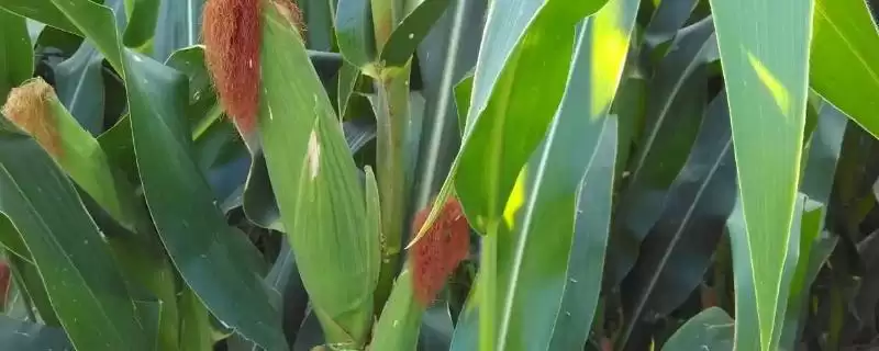 爱农707玉米品种简介，每亩适宜种植密度5000株的依据-会东网