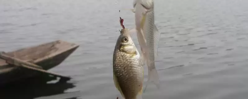 1.2子线适合钓多大的鱼(1.2子线在不同垂钓场景下适合钓多大的鱼)-会东网