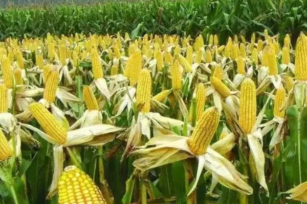 出苗至成熟122天的GZ628玉米种子，有哪些独特之处？插图3