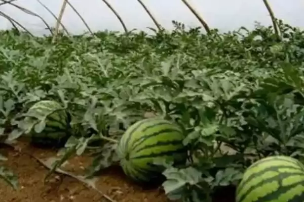 大棚种植西瓜的丰产方式(大棚种植西瓜怎样实现丰产呢)插图1 大棚种植西瓜的丰产方式(大棚种植西瓜怎样实现丰产呢)插图1