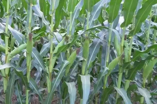 安特8000玉米种子介绍，中抗茎腐病的优势插图1