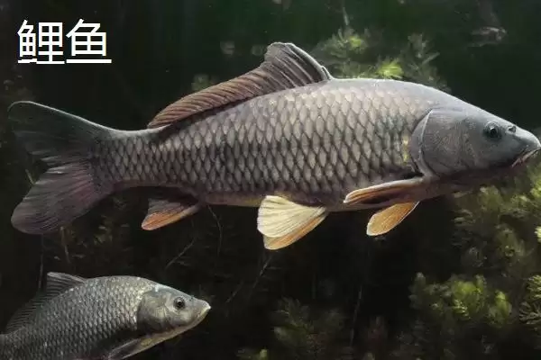 2.5号主线用多大吃铅浮漂(2.5号主线在不同水域该搭配多大吃铅浮漂呢)插图5