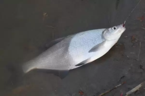 纯香型鱼饵1#鲫饵料介绍(纯香型鱼饵1#鲫饵料在成分、适用场景上如何介绍)插图6 纯香型鱼饵1#鲫饵料介绍(纯香型鱼饵1#鲫饵料在成分、适用场景上如何介绍)插图6