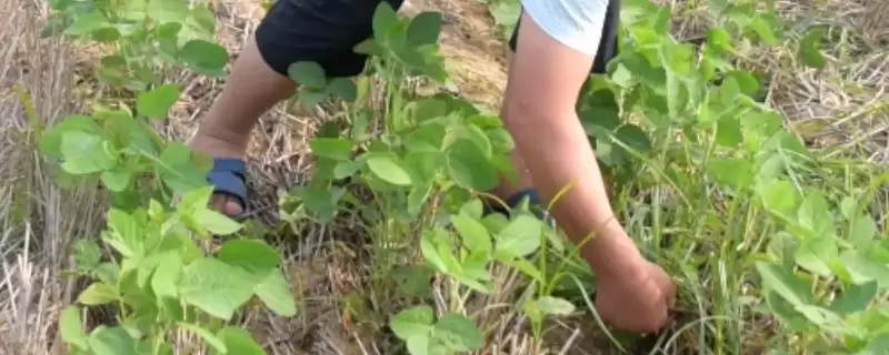 大豆何时施肥(大豆在什么时间施肥最合适呢)-会东网