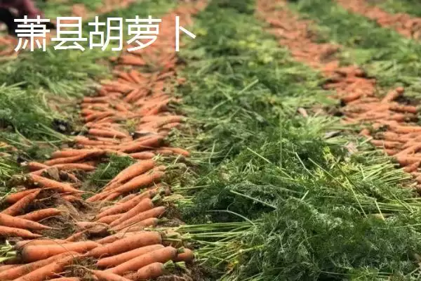 萧县为人熟知的特产 (萧县高滩萝卜久负盛名的种植和品质优势在哪)插图3