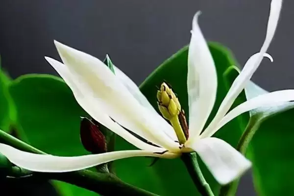 白兰花夏季养护的要点 (白兰花夏季防阳光直射还有什么养护重点)插图3