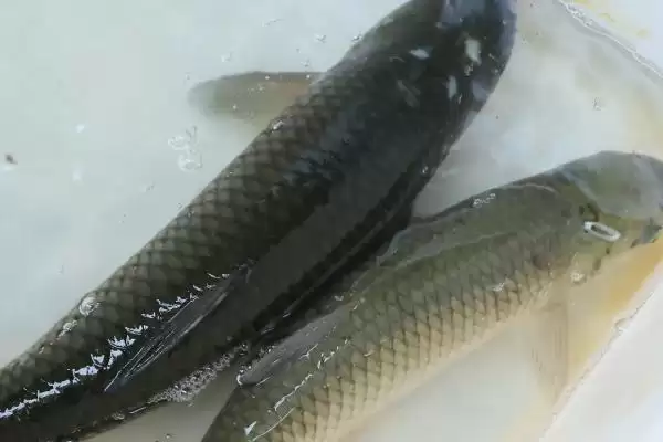 10号丸世钩搭配2.0号子线3.0号主线技巧(10号丸世钩搭配线组技巧要点有哪些)插图3 10号丸世钩搭配2.0号子线3.0号主线技巧(10号丸世钩搭配线组技巧要点有哪些)插图3