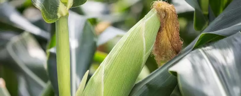 G7419玉米种子生育期133.5天的生长周期揭秘-会东网