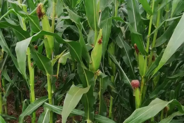 白金糯玉玉米种子4月初露地直播,为啥选这时插图1 白金糯玉玉米种子4月初露地直播,为啥选这时插图1