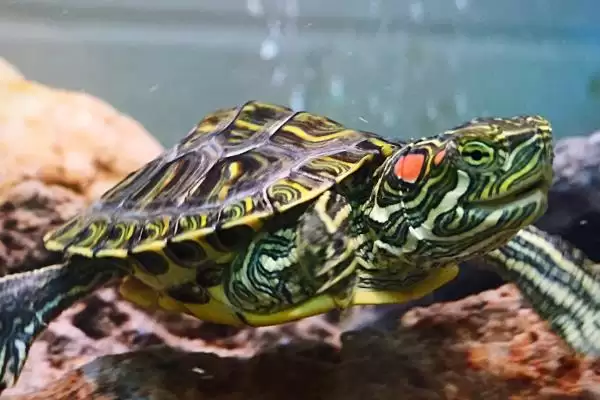 巴西龟新手饲养致死因 (巴西龟新手饲养易致死的原因和解决办法)插图4 巴西龟新手饲养致死因 (巴西龟新手饲养易致死的原因和解决办法)插图4