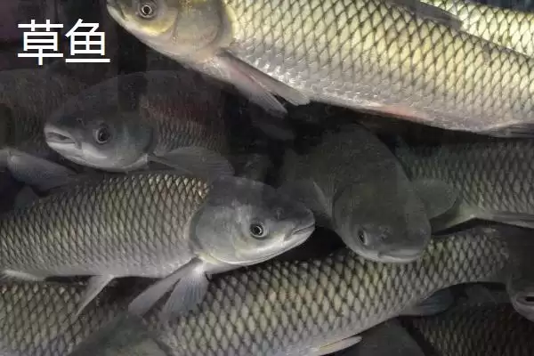 5号新关东钩搭配什么子线(5号新关东钩搭配哪种规格的子线比较合理呢)插图5 5号新关东钩搭配什么子线(5号新关东钩搭配哪种规格的子线比较合理呢)插图5