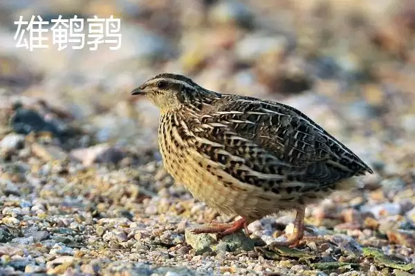 鹌鹑与芦丁鸡差异(鹌鹑与芦丁鸡科属等差异及其在养殖中的不同要点)插图4