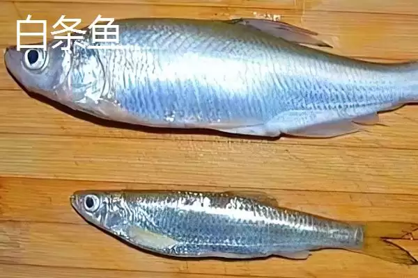 白条鱼与红翅子鱼外观区别 (白条鱼体背青灰与红翅子鱼外观区别在哪)插图5