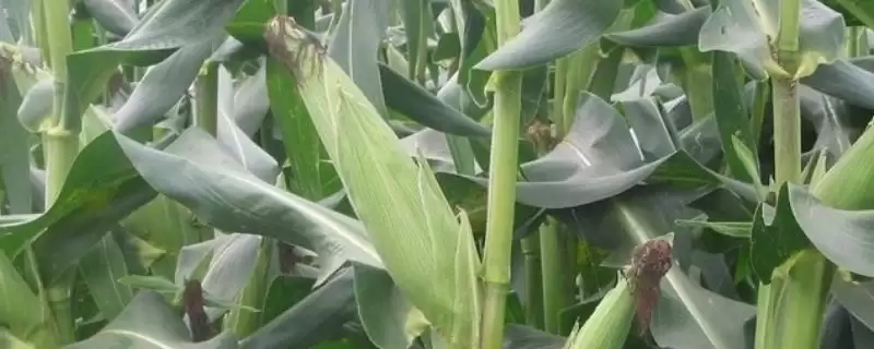 登海3622玉米种子特点(登海3622玉米种子有哪些特点)-会东网